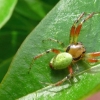 Araniella cucurbitina