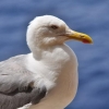Je pose pour vous - cormoran