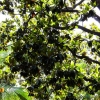 Sous un arbre
