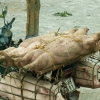 Transport en commun