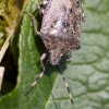 L'eusarcoris fabricii