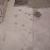 Gravés dans le béton