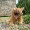 il y a un lion caché dans tous les chats