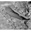 feuille d'automne