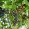 Nid de bébés araignées