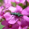 Oedemera flavipes