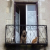 Entre chien et chats