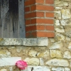 Cherche la rose