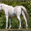 Amandine