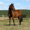 Un cheval