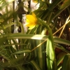 fleur de saison