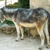 L'âne (4)