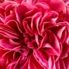 Cœur de rose