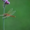 Libellule écarlate, au parc Borely