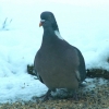 Le pigeon