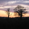 Ombre de deux arbres