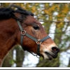 poney en folie