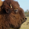 Le bison