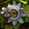Passiflore bleue