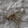 Araignée inconnue