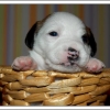 les petits jack russell