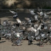 Rassemblement