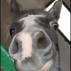 ponette d'une vue particuliere!