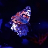 PLANETE
