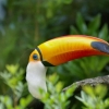 Le toucan (1)