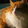 Chattoune II