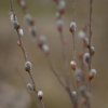Premiers bourgeons