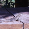 Hola Iguana, Isla Holbox, Mexico, January 2012