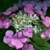 Hortensia