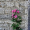 fleur