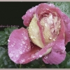 Rose en pleurs