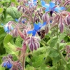 Fleurs de bourrache et l'abeille