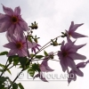 Fleur, à Darjeeling