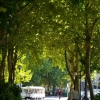 À l'ombre des platanes