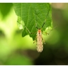 Insecte
