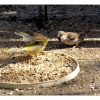 Rififi chez les oiseaux