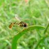 Syrphe
