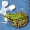 La grenouille