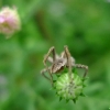 Araignée d'automne 1