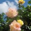 FLEURS. BEAUTE. GRATUITE.