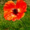 Gentil coquelicot mesdames...