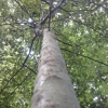 En dessous d'un arbre
