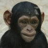 Jeune chimpanzé