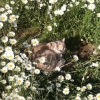 Repos du chat 2
