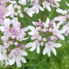 Fleurs de coriandre