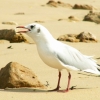 La mouette (1)